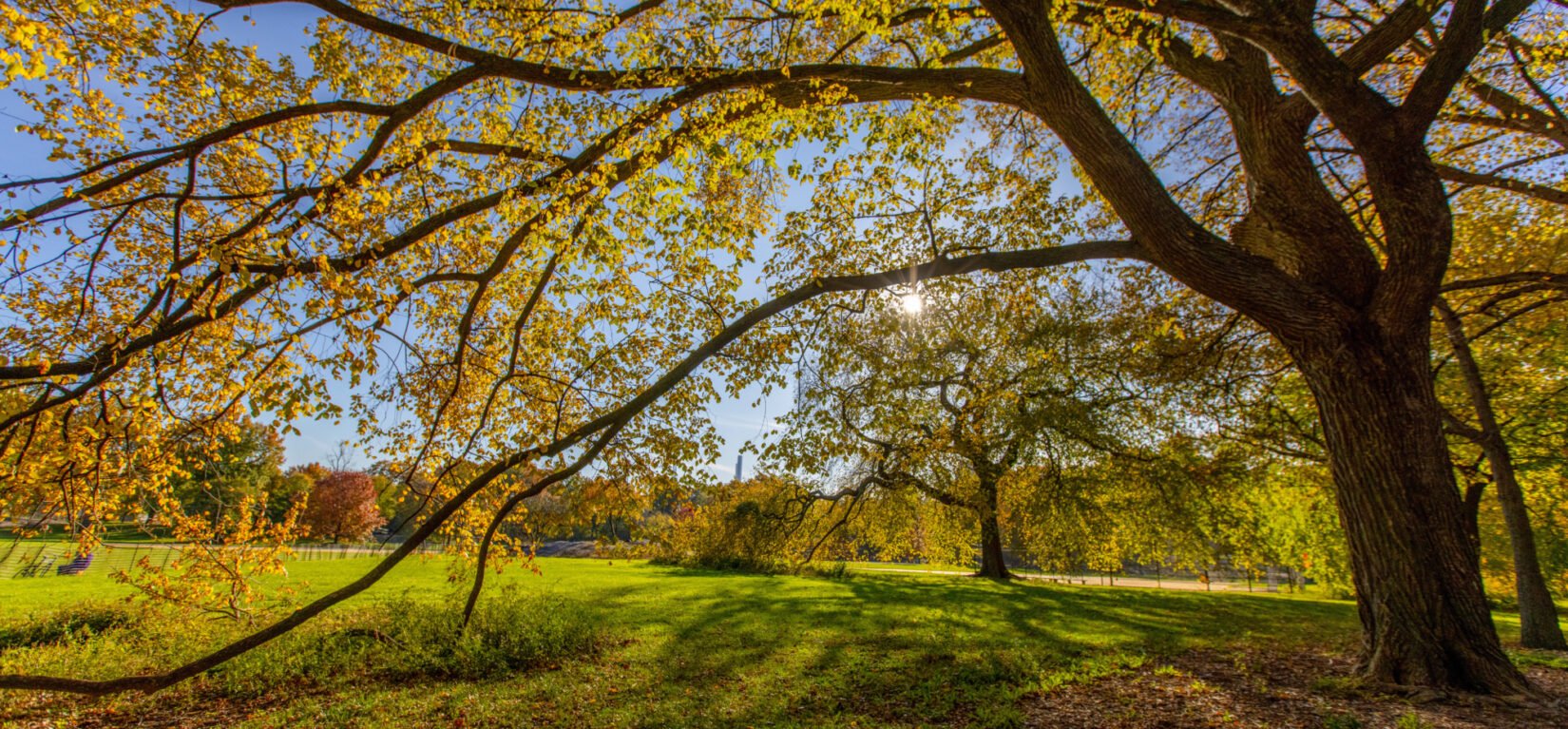 🌳 쓰쿠바 중앙 공원 이미지 5
